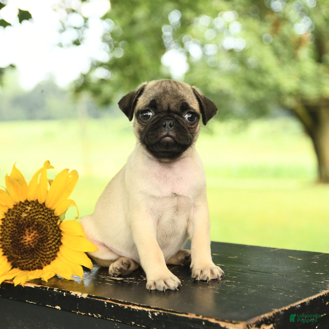 Pug dogs for sale: Royal - Image 2