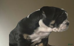 English Bulldog dogs for sale: Archie - Image 2