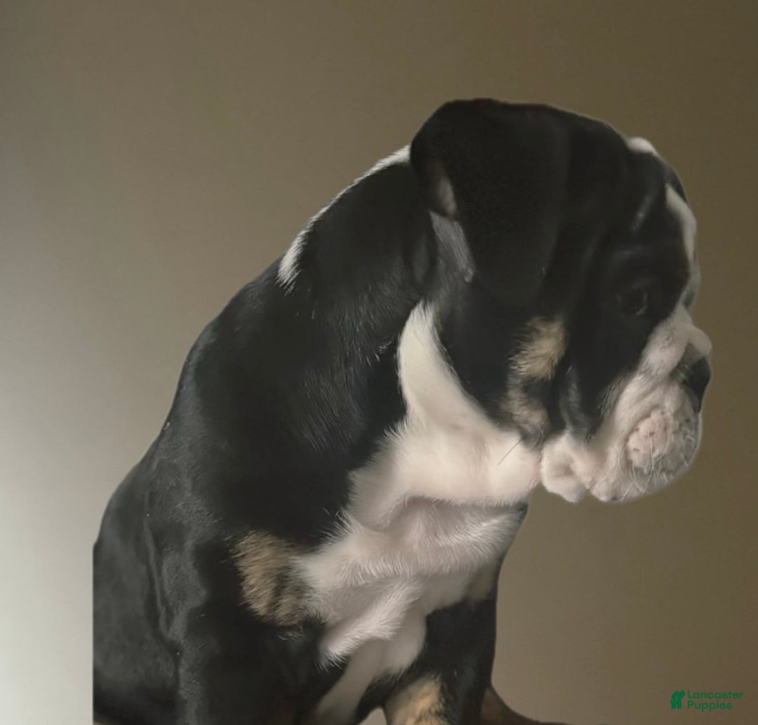 English Bulldog dogs for sale: Archie - Image 2