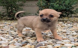 Pomchi dogs for sale: Bear - Image 7