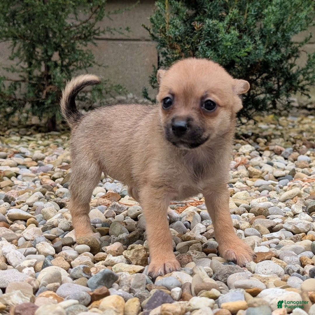 Pomchi dogs for sale: Bear - Image 7