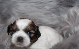 Shih Tzu dogs for sale: Anya Boy 4 - Image 5