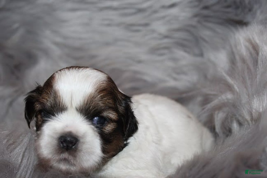 Shih Tzu dogs for sale: Anya Boy 4 - Image 5