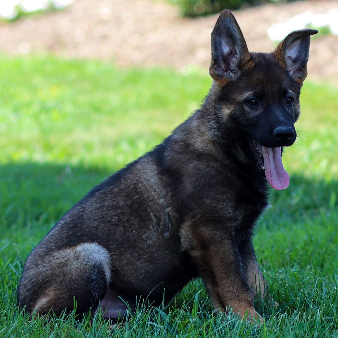 German Shepherd dogs for sale: Rolf - Image 14