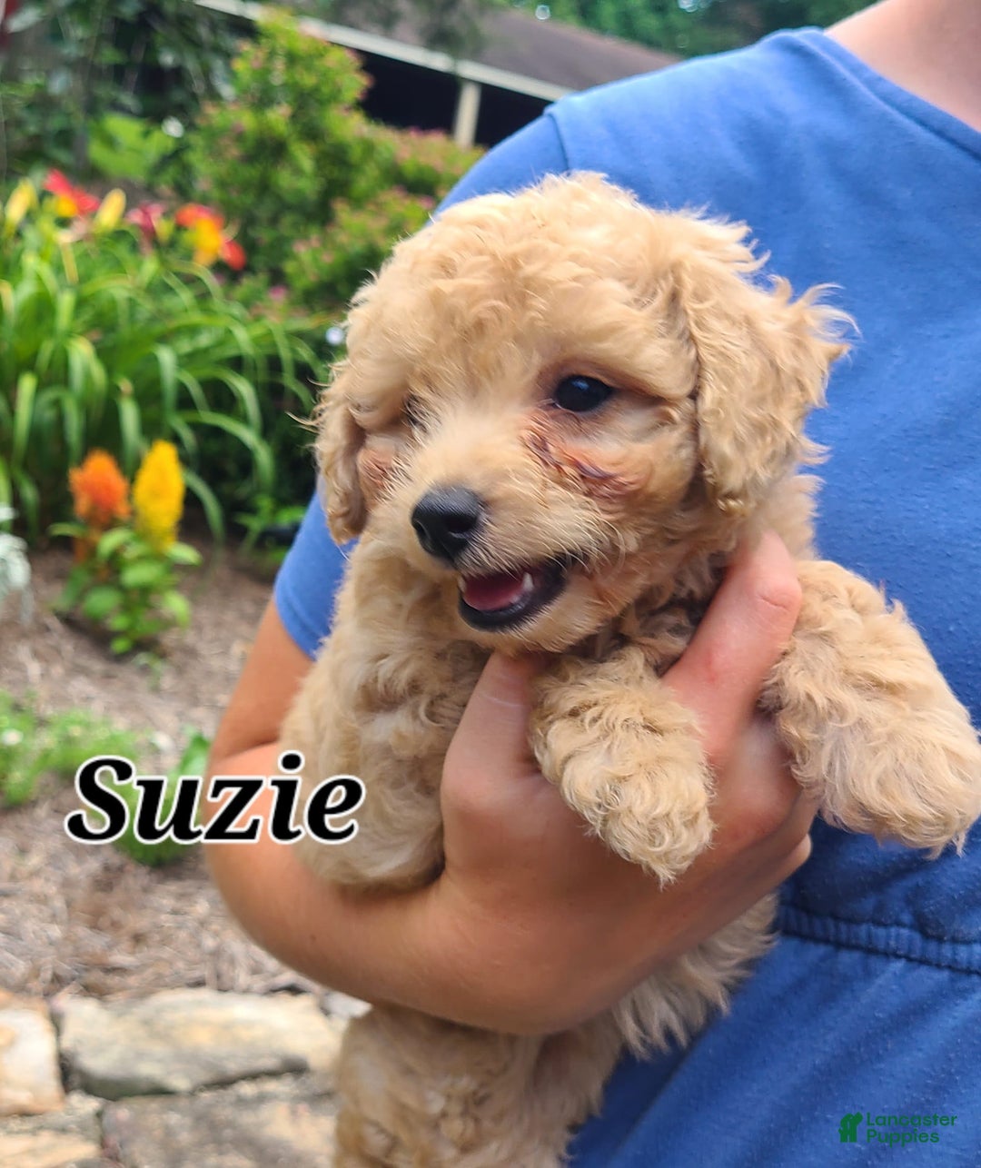 Bichpoo dogs for sale: Suzie - Image 4