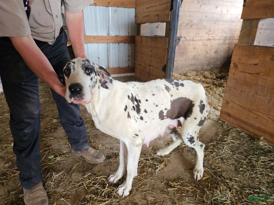 Great Dane dogs for sale: Leroy - Image 5