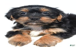 Shorkie dogs for sale: Winnie - Image 2