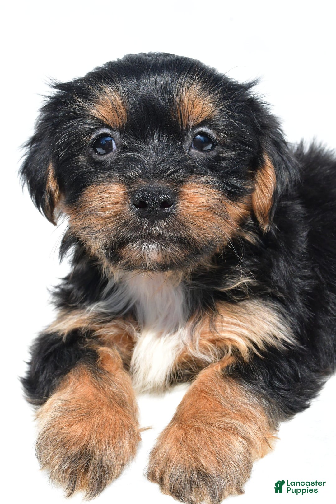 Shorkie dogs for sale: Winnie - Image 2