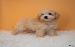 Maltipoo dogs for sale: Nicole - Image 1