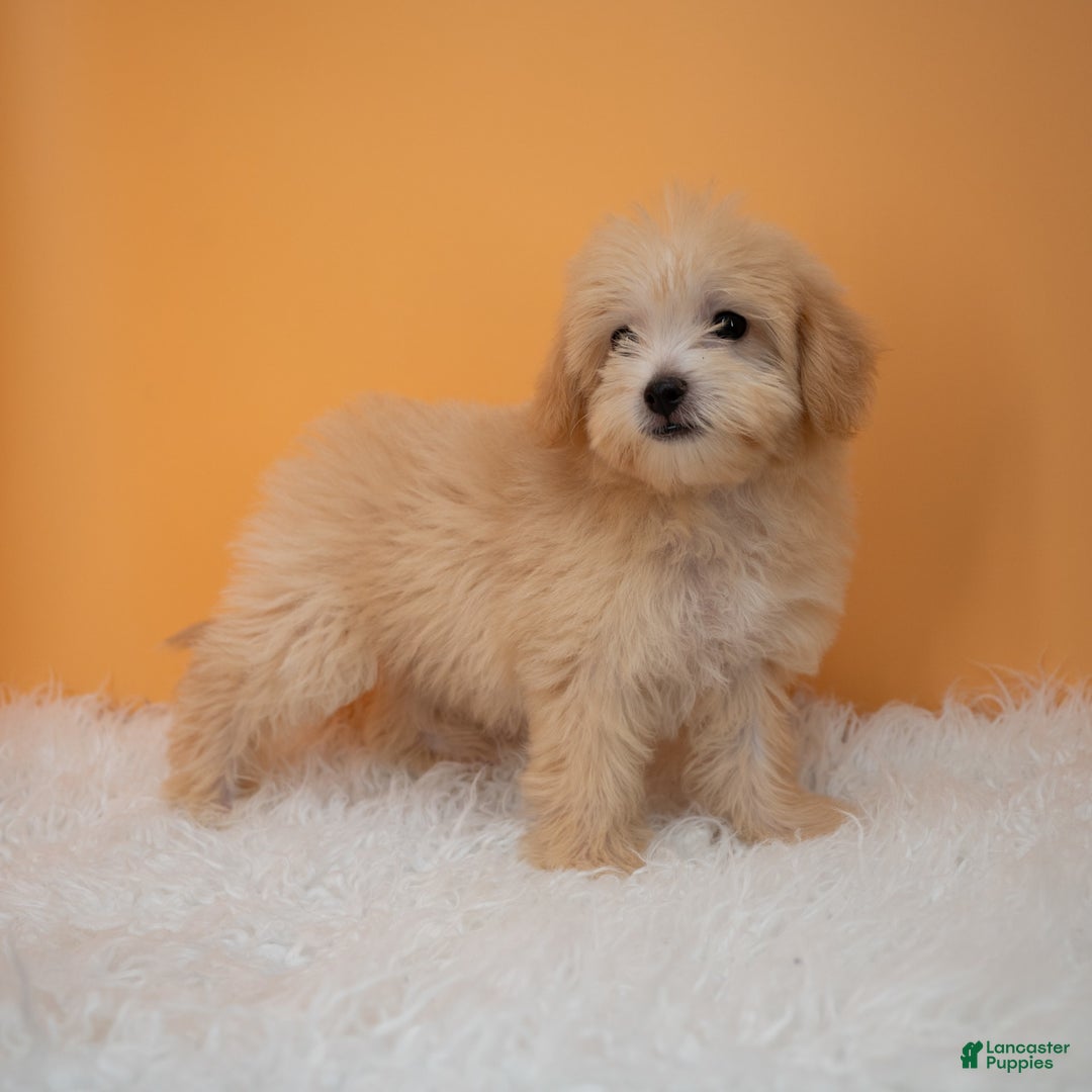 Maltipoo dogs for sale: Nicole - Image 1
