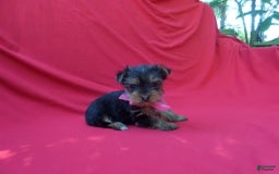 Yorkshire Terrier dogs for sale: Yorkshire Terrier 3 puppies - Image 2