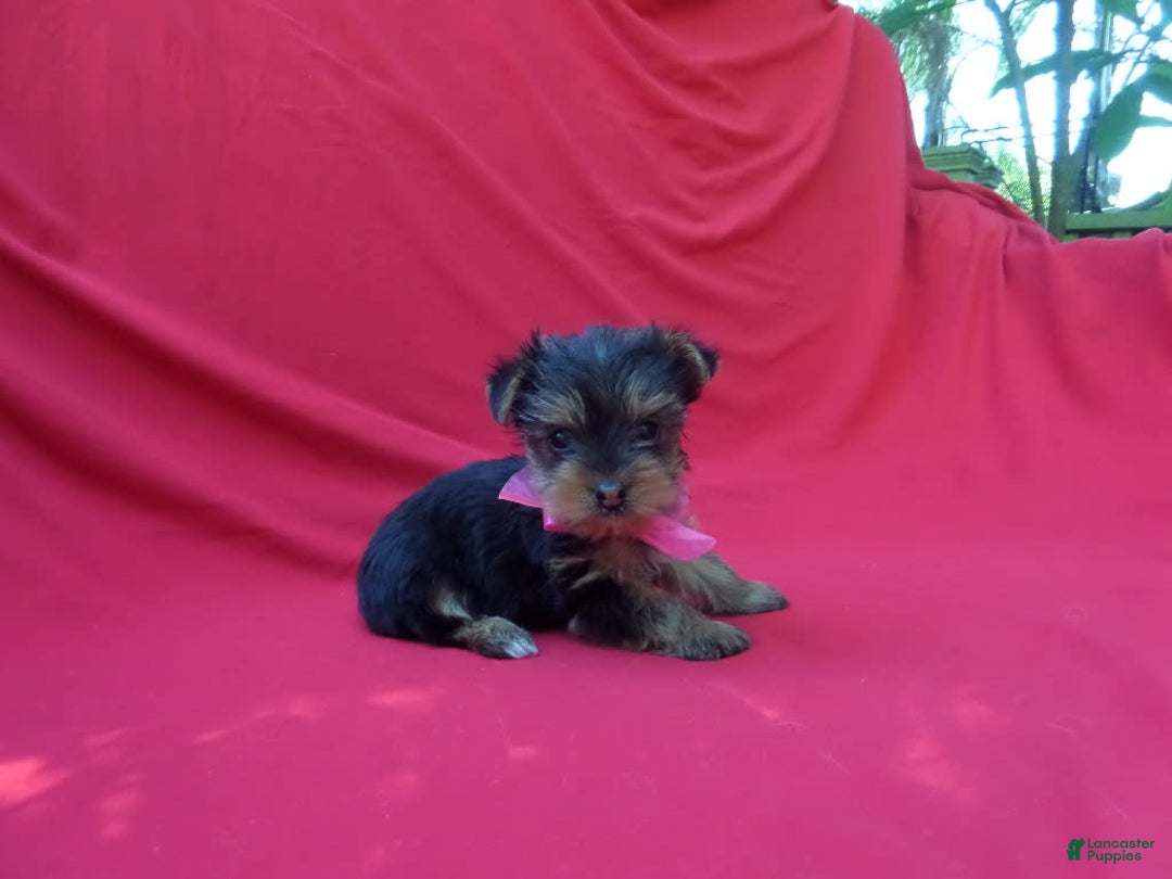Yorkshire Terrier dogs for sale: Yorkshire Terrier 3 puppies - Image 2