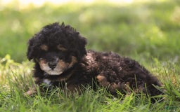 Mini Bernedoodle dogs for sale: Marshall - Image 7