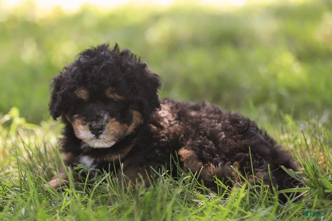 Mini Bernedoodle dogs for sale: Marshall - Image 7