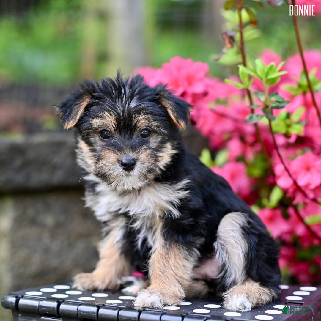 Morkie dogs for sale: Bonnie - Image 6