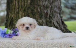 Shih Tzu dogs for sale: Clara - Image 2