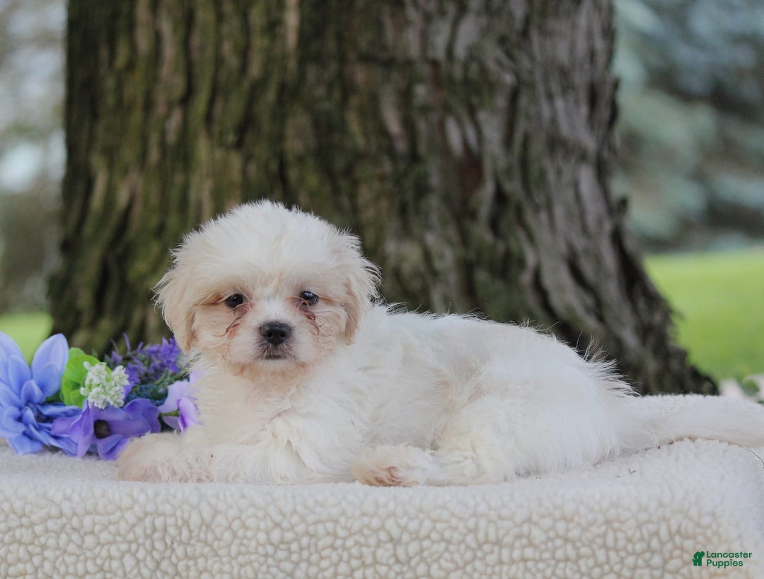 Shih Tzu dogs for sale: Clara - Image 2