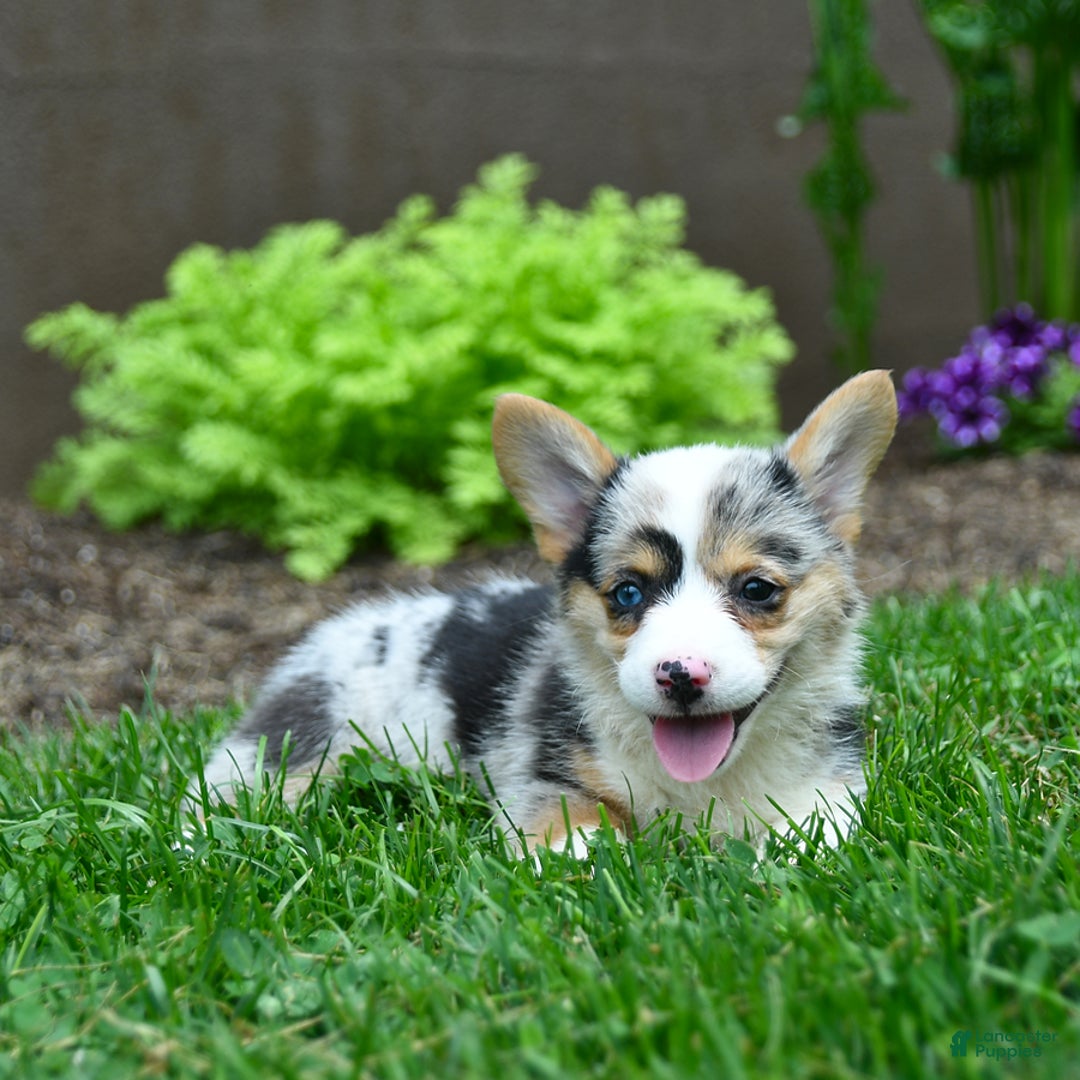 Welsh Corgi Pembroke dogs for sale: Welsh Corgi (Pembroke) 5 puppies - Image 9