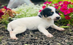 Jack Russell Terrier dogs for sale: Lacey - Image 2