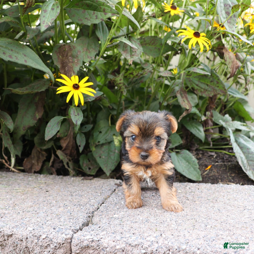 Yorkshire Terrier dogs for sale: Joy - Image 4