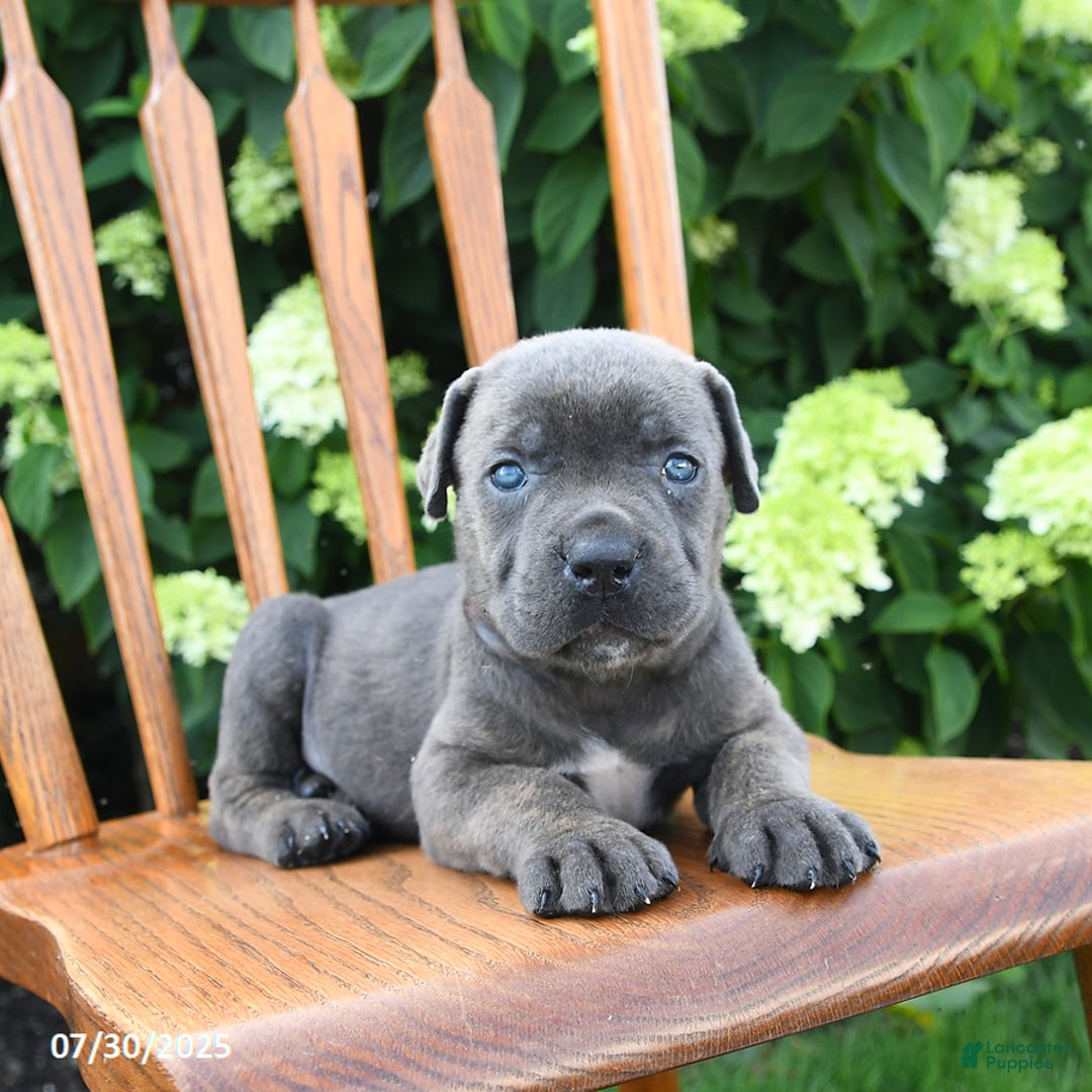Cane Corso dogs for sale: Shadow - Image 5