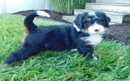 Mini Bernedoodle dogs for sale: Rio - Image 6