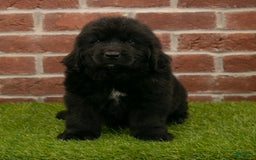 Newfoundland dogs for sale: Biscuit - Image 2
