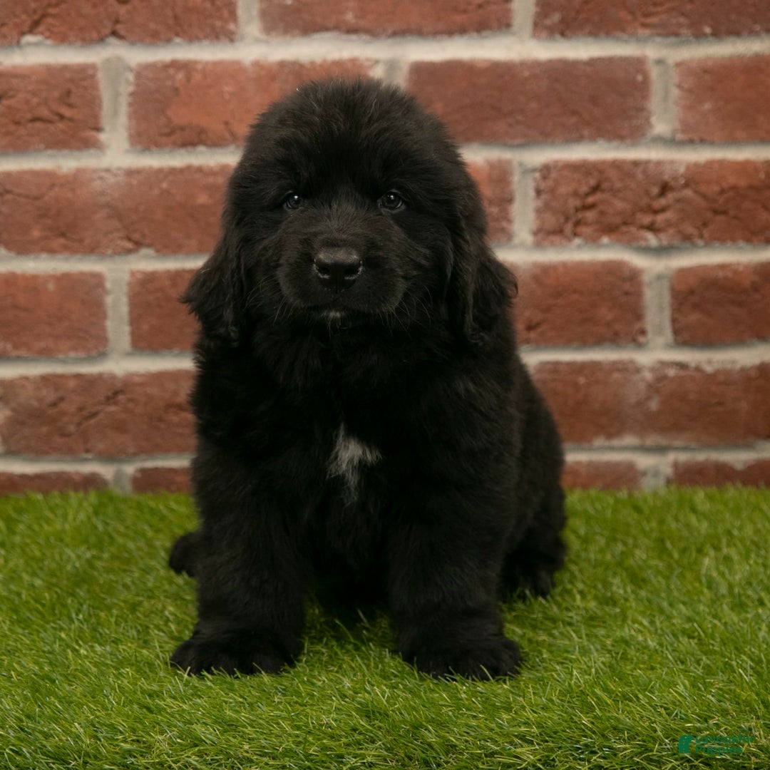 Newfoundland dogs for sale: Biscuit - Image 2
