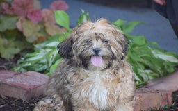 Cavapoo dogs for sale: Marina - Image 6