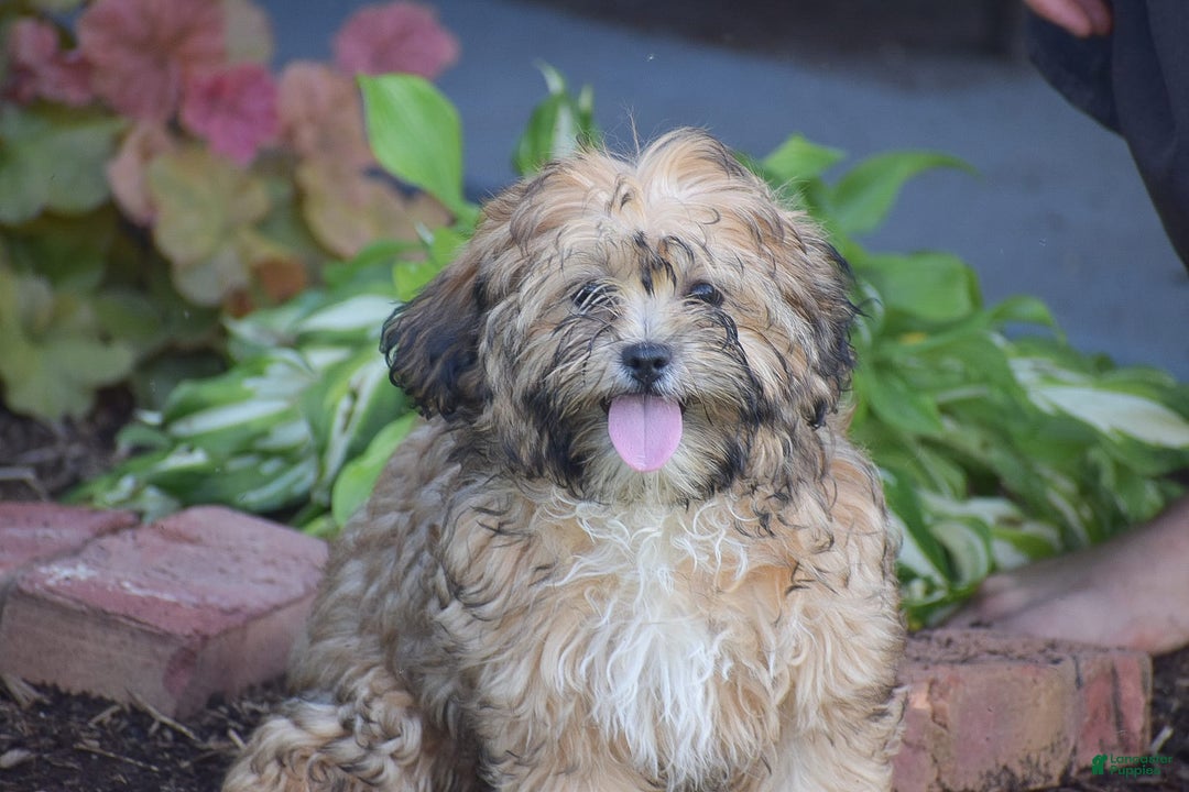 Cavapoo dogs for sale: Marina - Image 6
