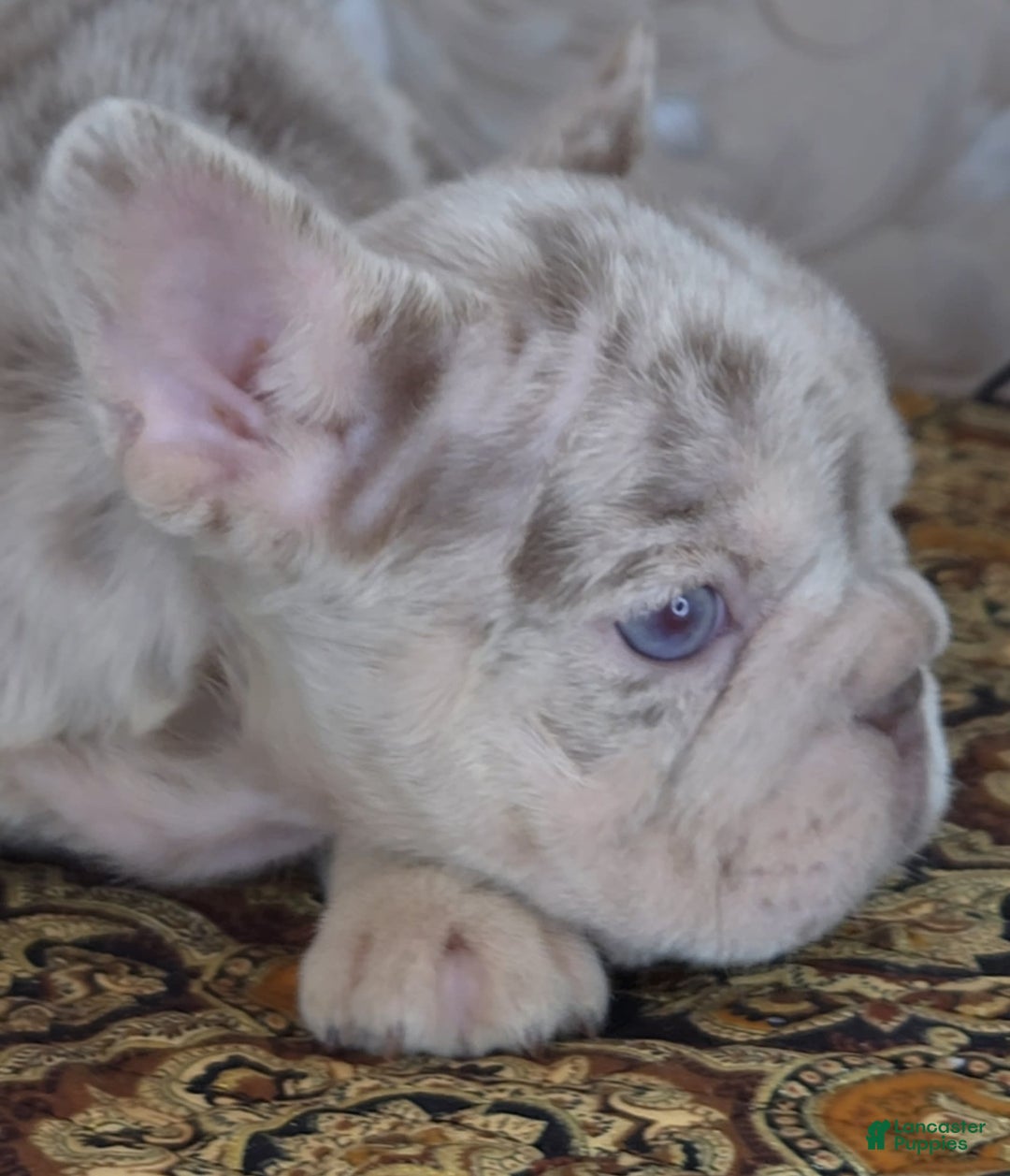 French Bulldog dogs for sale: Xs Rio - Image 10
