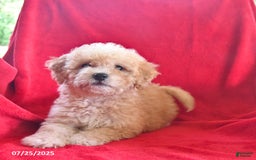 Bichpoo dogs for sale: Sally - Image 4