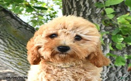 Cavapoo dogs for sale: Faith - Image 1