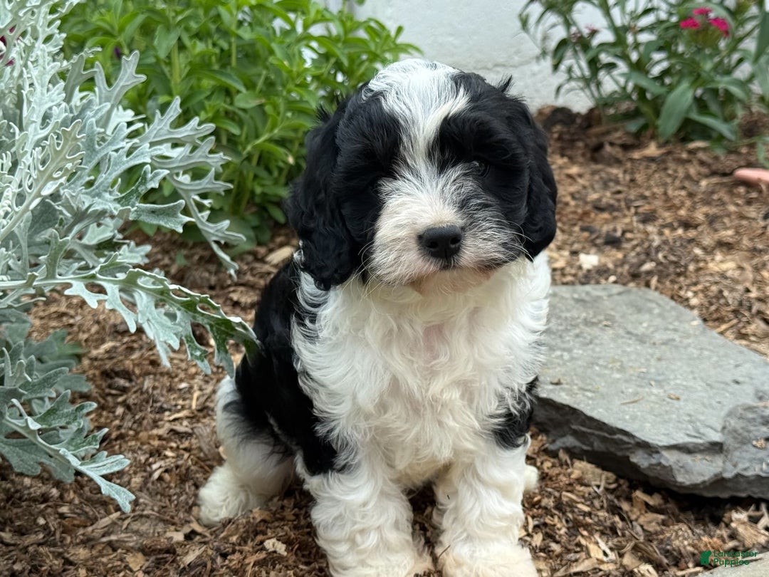 Cavapoo dogs for sale: Cade - Image 3
