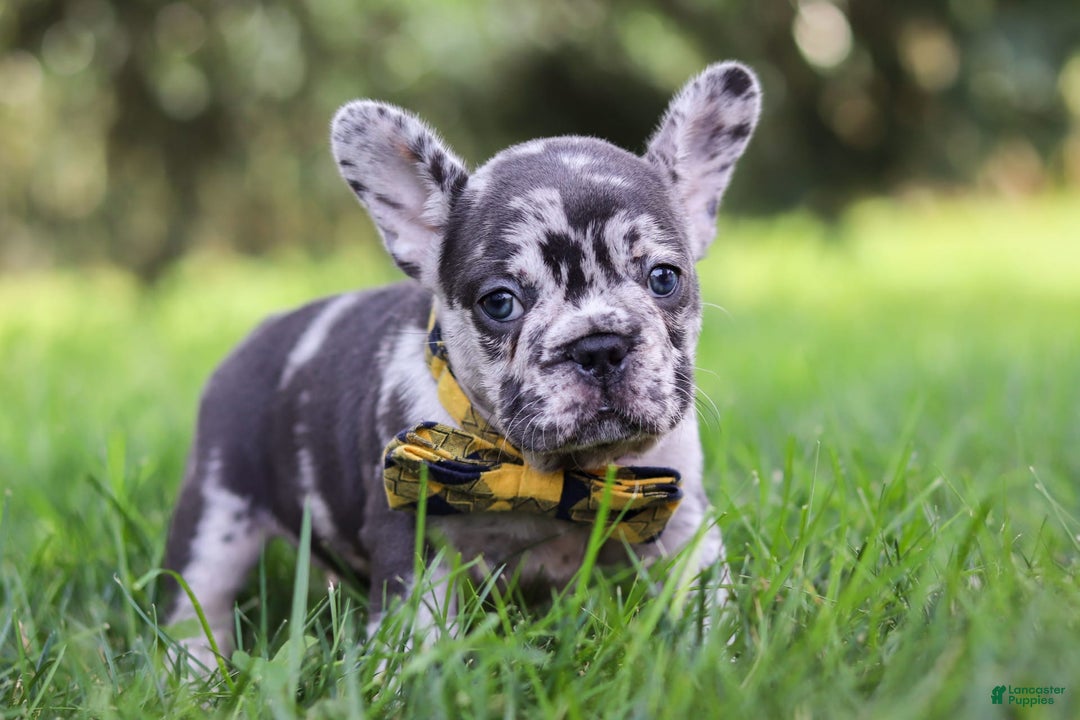 French Bulldog dogs for sale: Collin - Image 6