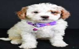 Cavapoo dogs for sale: Abby - Image 6
