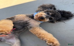 Miniature Poodle dogs for sale: Rosco - Image 3
