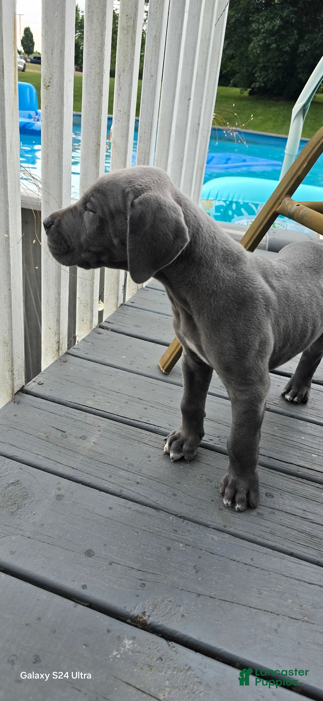 Great Dane dogs for sale: Sky - Image 26