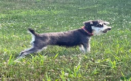 Miniature Schnauzer dogs for sale: Tillie - Image 14