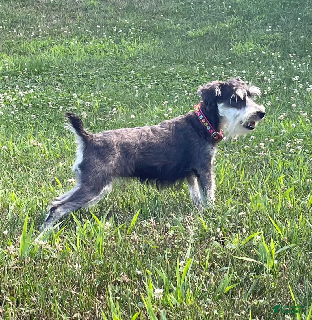 Miniature Schnauzer dogs for sale: Tillie - Image 14