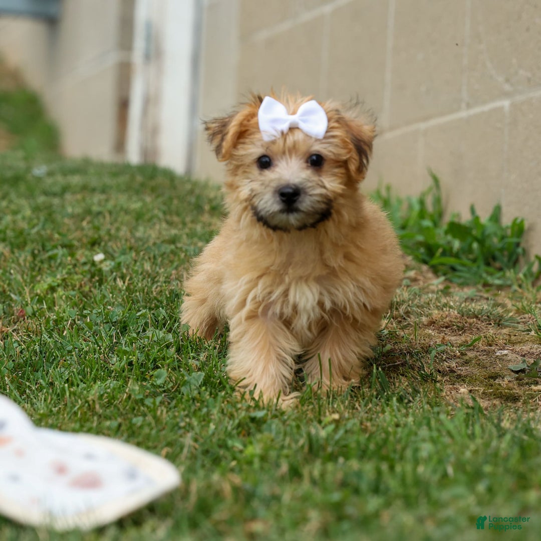 Yochon dogs for sale: Titus - Image 17
