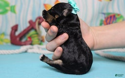 Mini Bernedoodle dogs for sale: Alice - Image 7