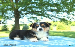 Welsh Corgi Pembroke dogs for sale: Molly - Image 2
