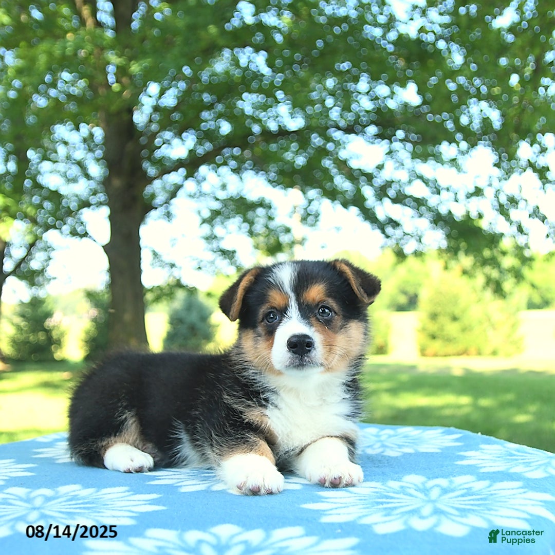 Welsh Corgi Pembroke dogs for sale: Molly - Image 2