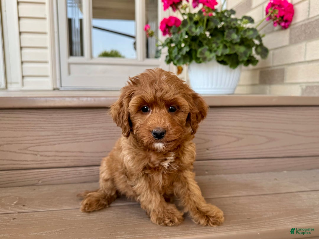 Cockapoo dogs for stud: Samantha - Image 4