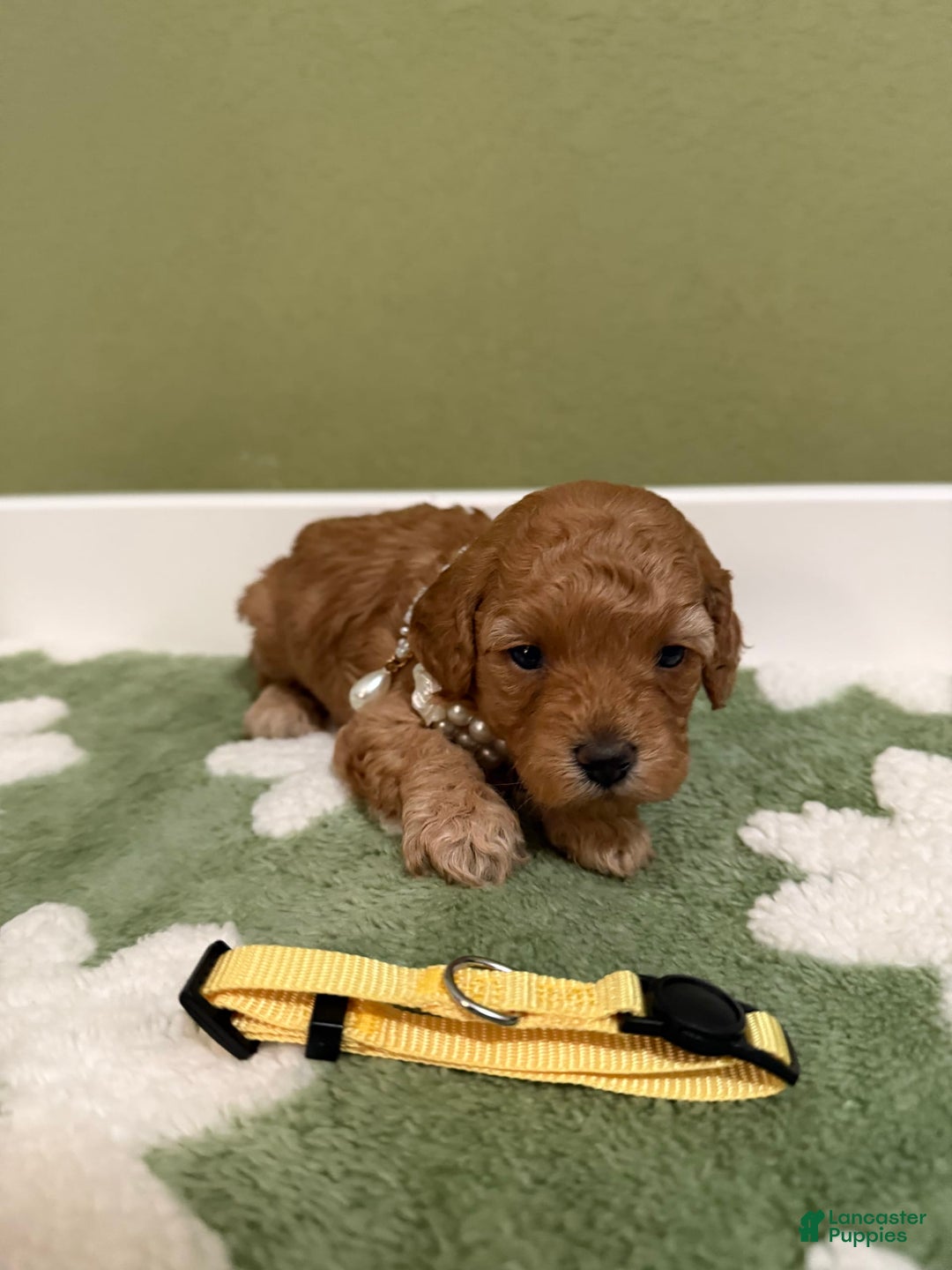 Toy Poodle dogs for sale: Honey - Image 2