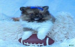 Pomeranian dogs for sale: Bobby - Image 2