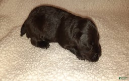 Miniature Schnauzer dogs for sale: Boy1 - Image 8