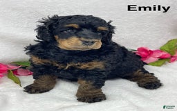 Standard Poodle dogs for sale: Emily - Image 1