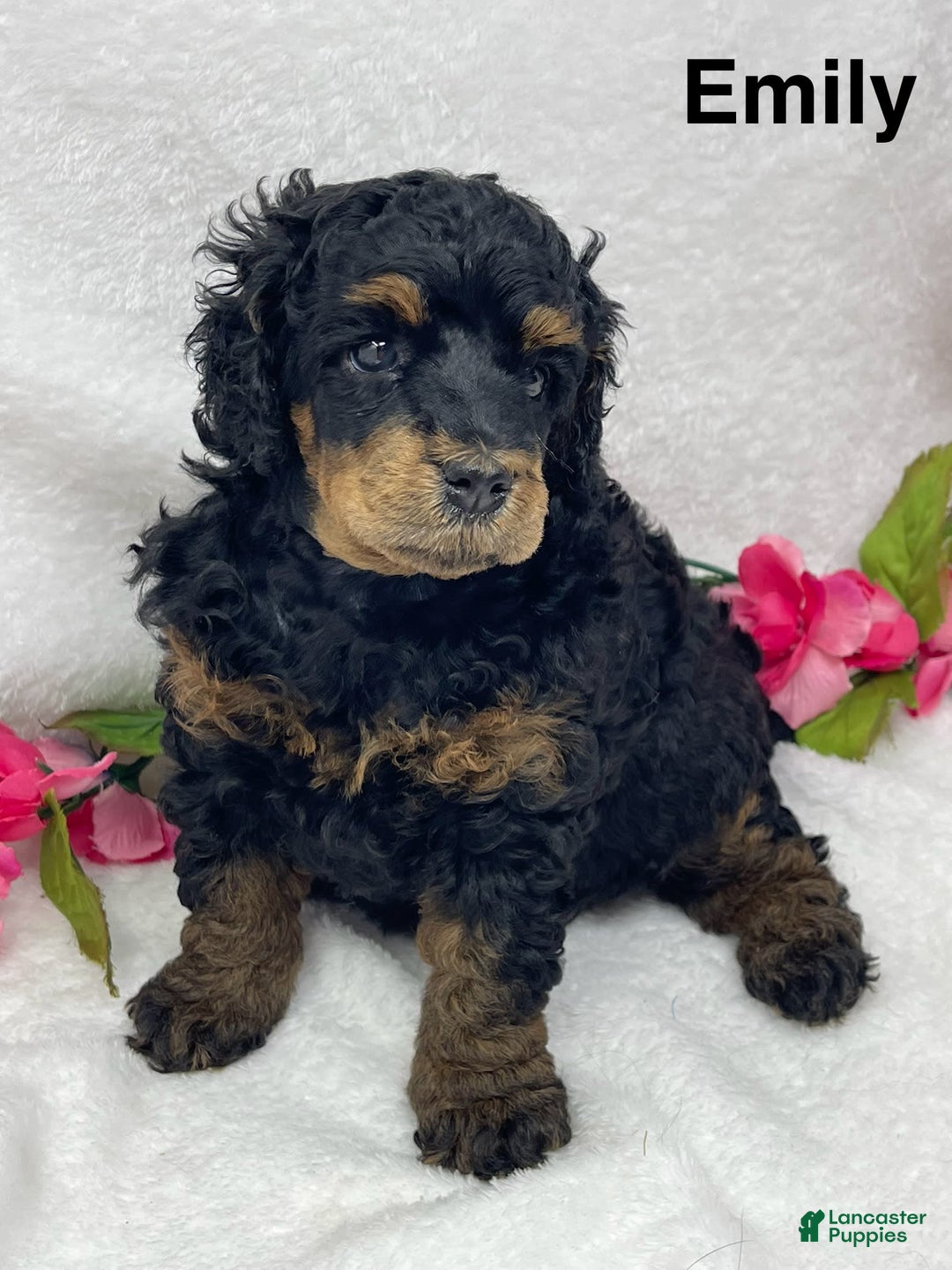 Standard Poodle dogs for sale: Emily - Image 1